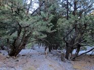 Il tetro bosco di Fliskounias