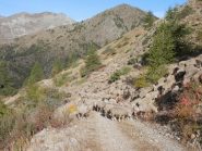 transumanza alla fine della piste de l'eau