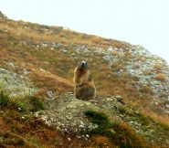 marmottona 