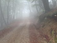 nebbia autunnale salendo all'alpe