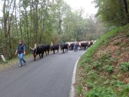 transumanza Mares-Favria