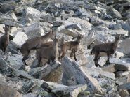 Verso la cima, femmine e piccoli di stambecco