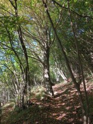Nel bosco prima del rifugio