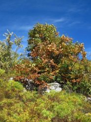 Colori autunnali