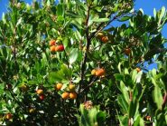 Frutti autunnali