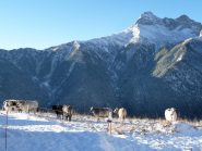 mucche nella neve