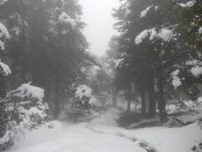 Nel bosco incantato tra le nebbie