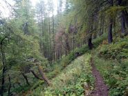 prima parte di discesa : i tornantini nel bosco