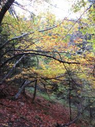 autunno nel vallone del bourcet