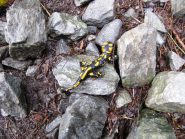 bell'esemplare di salamandra