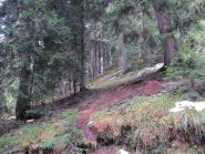 La foresta di conifere a bordo strada