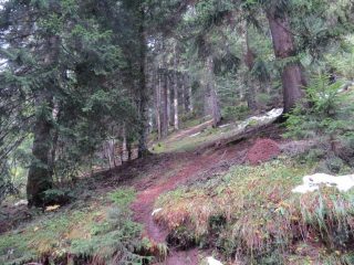 La foresta di conifere a bordo strada
