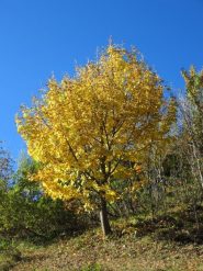 Colori autunnali