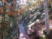 Erta boscosa prima del lago