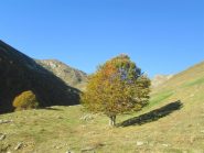 solo in bell'ambiente