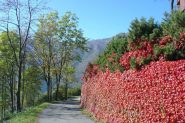 colori autunnali lungo la salita