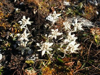 Stelle alpine in attesa della neve