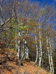 Uscendo dal ripidissimo bosco