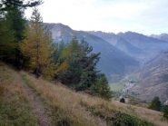 Sambuco sullo sfondo