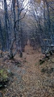 inizio discesa verso p.so incisa