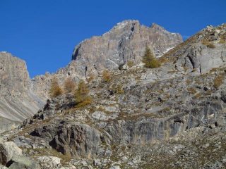 Oronaye e larici