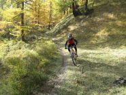 bellissimo tratto nel bosco