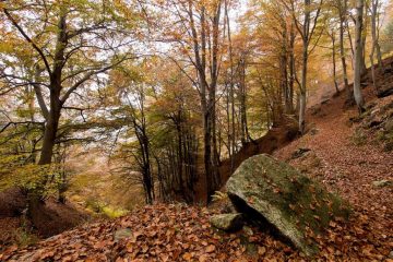 bosco d'autunno
