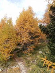 06 - Autunno (768x1024)