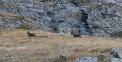 altra compagnia  sui risalti rocciosi del sentiero n. 8 E...