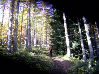 Il bosco delle Navette