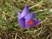 Coloratissimo Crocus