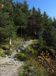 Bivio nel bosco per Viozene passando da Montenegro