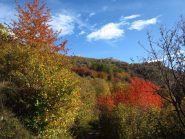 Colori autunnali