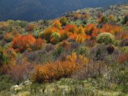Scorci della natura in autunno