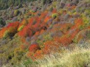 Tavolozza autunnale