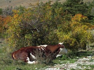 Bellissime mucche al pascolo