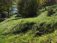 Prati in fiore
