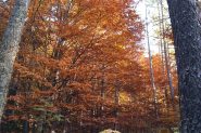 non possono mancare i colori dell'autunno