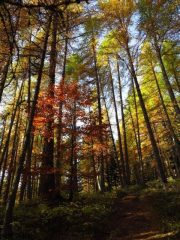 Nel bosco delle Navette