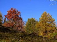 Colori autunnali