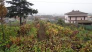 vigneti a Palazzo Canavese