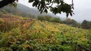 vigneti in veste autunnale