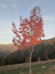 bei colori