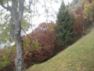 giornata grigia ma colori autunnali intensi in prossimità dell'alpe Pianello