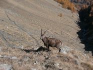 primo incontro con  uno stambecco