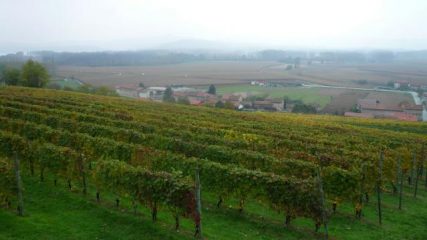 Vigneti di Viverone