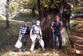 Castagno secolare scendendo a Machaby