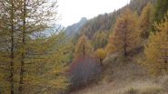Che colori