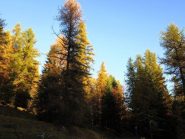 Bosco delle Navette nei magici colori dell'autunno