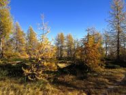 Nei magici colori dell'autunno